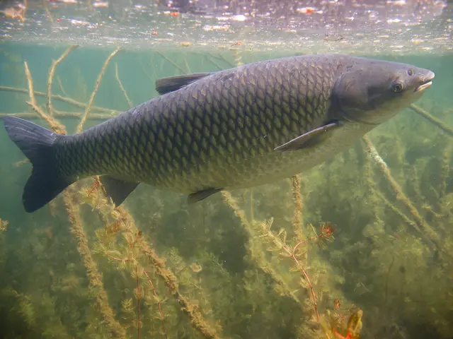 Wie kam der chinesische Graskarpfen (Amurkarpfen) in den Pleschingersee? | Foto: smaterpix/rostislavstefanek