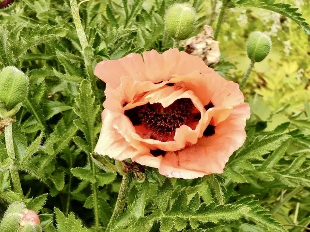 … noch als Blüte | Foto: Bild: privat 