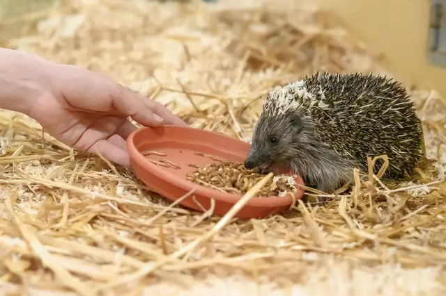 Rund 80 Igelbabys sind aktuell im Tierheim Vösendorf. | Foto: Tierschutz Austria