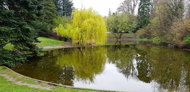 Die Trauerweide am See im Türkenschanzpark. | Foto: ART-Galerie Then