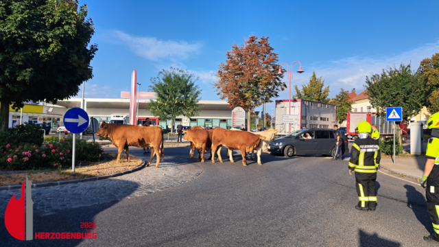 Acht Rinder bevölkerten den Spar-Kreisverkehr in Herzogenburg. | Foto: FF Herzogenburg/Wallner