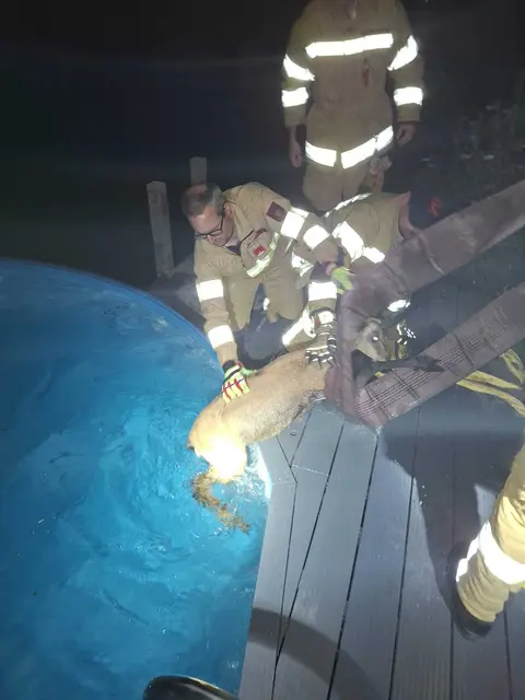 Ungewöhnlicher Einsatz in Telfs: Eine Gams war in einem Swimmingpool gefangen und konnte von der Freiwilligen Feuerwehr Telfs unverletzt aus ihrer misslichen Lage befreit werden. | Foto: FF Telfs