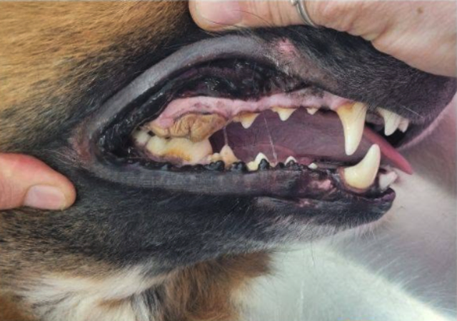 Massiver Zahnstein war nur ein Problem, ein Hinterbein muss amputiert werden. | Foto: Tierheim Franziskus