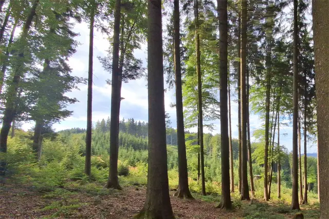 ...was gibt es schöneres als im kühlen Wald zu wandern.