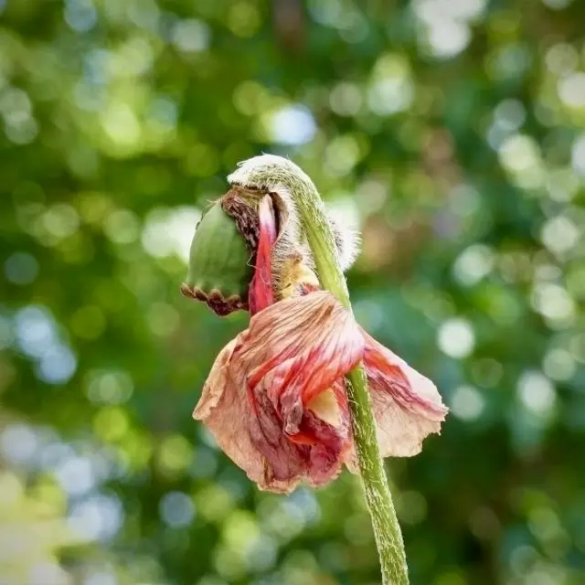 … schon im Wandel | Foto: Bild: privat 