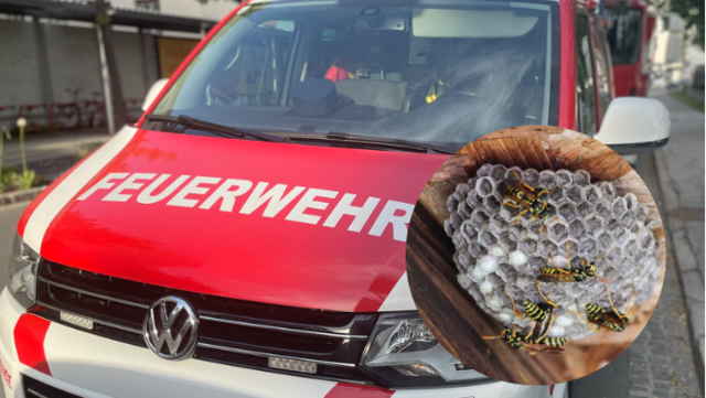 Immer wieder wird die FF Stein im Jauntal wegen Wespennestern kontaktiert. Jetzt stellt sie klar, wer dafür wirklich zuständig ist. (Symbolfoto) | Foto: MeinBezirk.at | stock.adobe.com/at/Tonia 