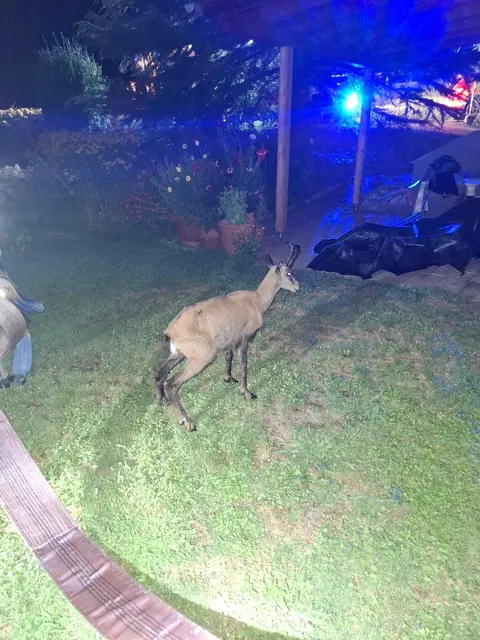 Für die Gams war der nächtliche Ausflug in den Swimmingpool letztlich nur ein kurzer, unfreiwilliger Zwischenstopp. Dank des raschen Eingreifens der Feuerwehr konnte das Wildtier wieder sicher aus dem Wasser gebracht werden.  | Foto: FF Telfs