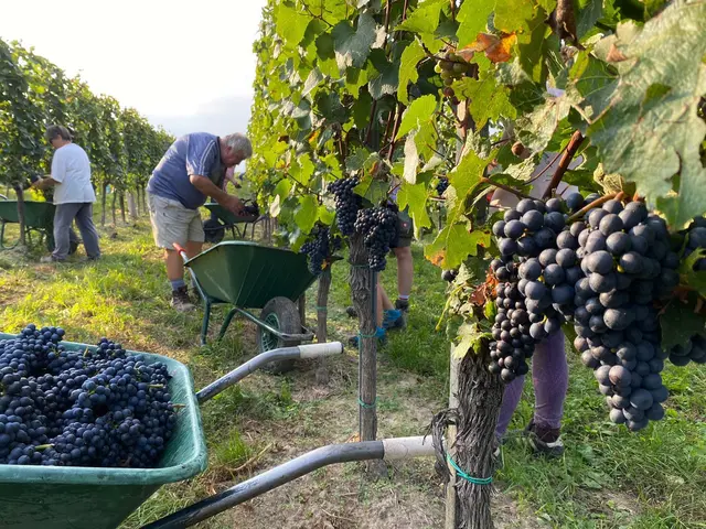 Die lange Hitze macht auch den Weinbauern im Bezirk Horn zunehmend Sorgen. | Foto: Weingut Franz &amp; Christine Netzl 