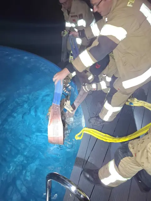 Ungewöhnlicher Einsatz in Telfs: Eine Gams war in einem Swimmingpool gefangen und konnte von der Freiwilligen Feuerwehr Telfs unverletzt aus ihrer misslichen Lage befreit werden. | Foto: FF Telfs