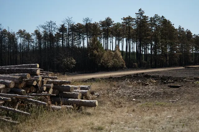 Haufen mit trockenem Holz sind laut Grabner ein Risiko. Bei einem Feuer brennt das wie Zunder. | Foto: Santrucek
