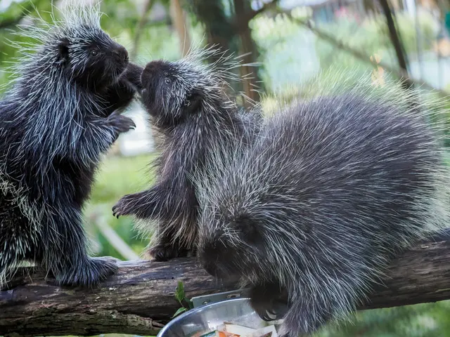 Bei den Baumstachlern gibt es eine eiserne Regel. Wer zuerst kommt, frisst zuerst. | Foto: Zoo Salzburg/Angelika Köppl