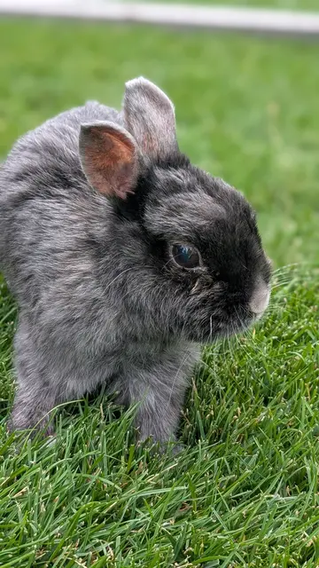 14 Jahre altes Zwergkaninchen Lola aus Kottingbrunn