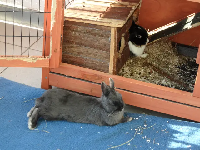 Zwergkaninchen Lola und Bugs