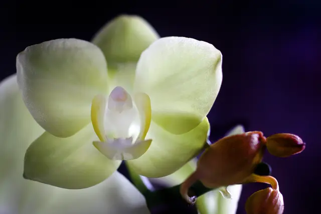 Bild: 04_IMG_3115
Orchidee auf nordseitiger Fensterbank | Foto: © by Ing. Günter Kramarcsik
