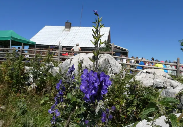 Blauer Eisenhut nahe der Hütte