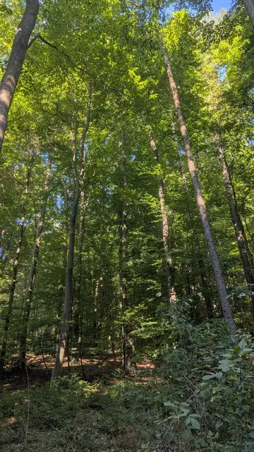 Die letzte Ruhestätte im Wald von St. Andrä-Wördern. | Foto: Marktgemeinde St. Andrä-Wördern