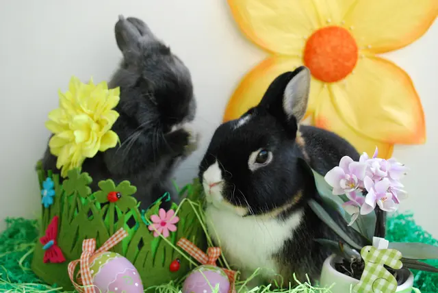 Zwergkanninchen Bugs und Lola