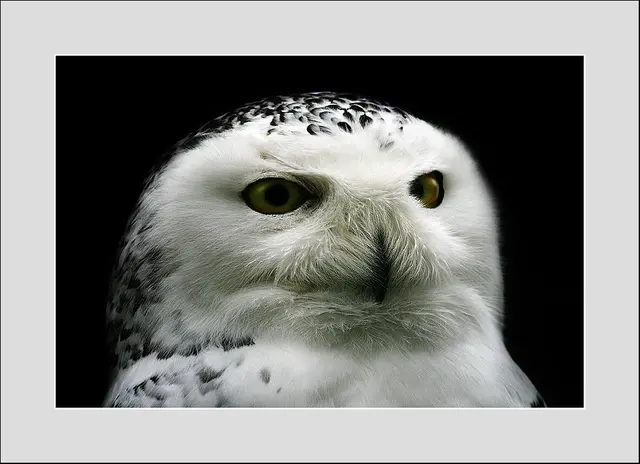Bild: 12_IMG_1278 - Schneeeule
Dieses Foto steht stellvertretend für all meine Uploads im Dezember 2025. Leider konnte ich keine Tiroler Schnappschuss- Galerie für Dezember 2025 entdecken.  | Foto: © by Ing. Günter Kramarcsik