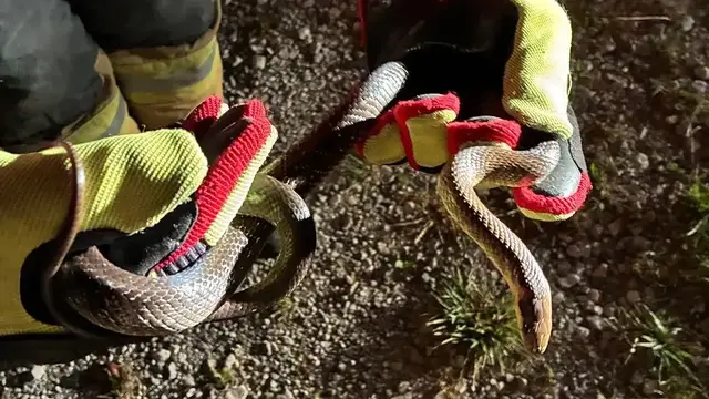 Die eingefangene Äskulapnatter. | Foto: Feuerwehr Bischofshofen