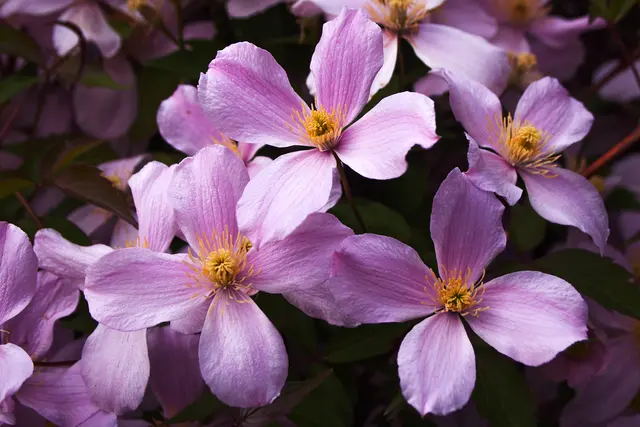 Bild: 05_IMG_2125
Clematis | Foto: © by Ing. Günter Kramarcsik
