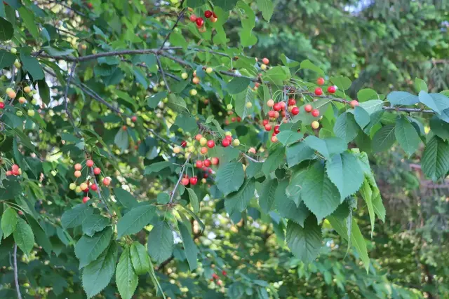 Tipps für gutes Gelingen des Obst- und Gartenbauvereins | Foto: Edith Ertl