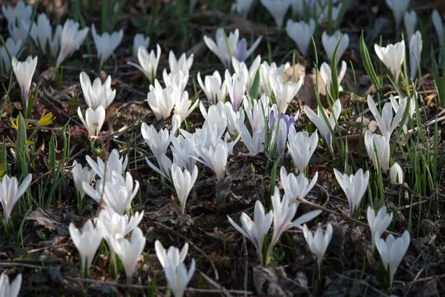 Bild: 03_IMG_2224
Erwachender Frühling | Foto: © by Ing. Günter Kramarcsik