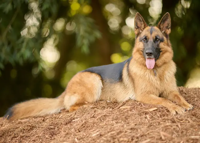 Ein Schäferhund attackierte in St. Jakob in Haus zwei Spaziergänger. (Symbolbild) | Foto: Unsplash