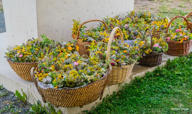 Auch heuer wird es wieder viele Kräutersegnungen im Burgenland geben. Das steckt wirklich hinter dem Brauch. | Foto: Gerhard Woger