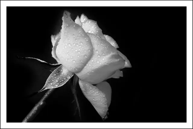 Bild: 08_IMG_9384
regennasse Rose | Foto: © by Ing. Günter Kramarcsik