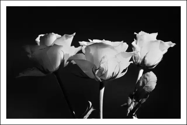 Bild: 11_IMG_2004 
Letzte Rosen  | Foto: © by Ing. Günter Kramarcsik