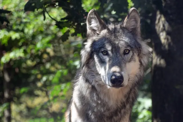 Im Bezirk Landeck wurde eine Abschussverordnung für einen Wolf erlassen. (Symbolbild) | Foto: &lt;a href="https://pixabay.com/de/photos/wolf-tier-wild-portr%c3%a4t-3280842/" onclick="window.open(this.href); return false;" rel="nofollow"&gt;Pixabay/christels&lt;/a&gt; (Symbolbild)