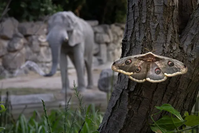 Ein Wiener Nachtpfauenauge im Tiergarten Schönbrunn. | Foto: Daniel Zupanc