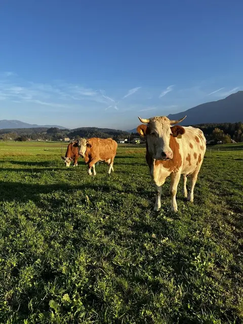 Symbolfoto | Foto: Bundesverband Urlaub am Bauernhof