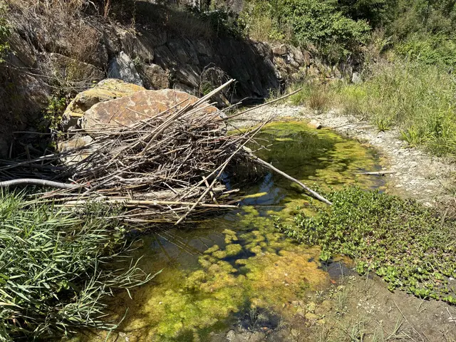 Die drei angelegten Buhnen im Anzbach. Sie sind die nächstbeste Lösung, um Überlebensräume für Fische und Co. zu schaffen. Sofern Bäume aus Sicht des Hochwasserschutzes im Flussbett nicht möglich sind. | Foto: Lauren Fahrenberger / MeinBezirk