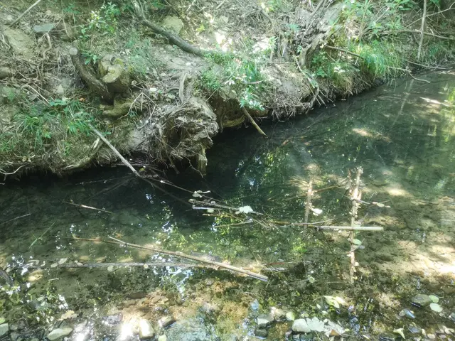 Werden Bäume wie diese abgeschnitten, wird verhindert, dass sich sogenannte Kolke bilden. Denn Hochwasser schwemmt unter überhängenden Stämmen einen Graben aus, der bei Niederwasser das Überleben sichert. Der Baum engt somit zwar den Hochwasserquerschnitt ein, der tiefe Kolkgraben gleicht das aber wieder aus. Es entsteht also keine Verschlechterung für den Hochwasserschutz. | Foto: Mühlbauer