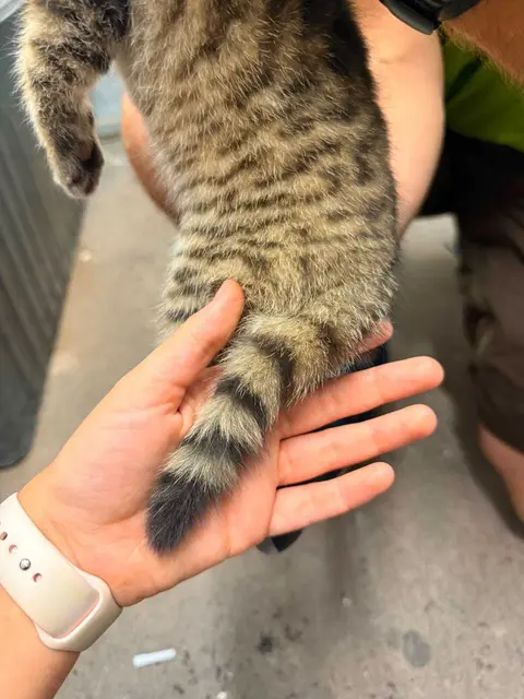 Einmal durchchecken bitte! Wildkatzen beim Tierarzt. | Foto: Alpenzoo Innsbruck