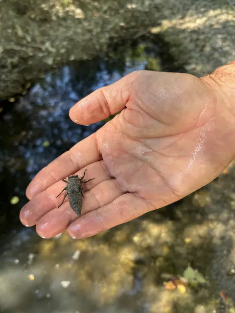 Auch Insekten, wie diese Libellen-Larve, brauchen den Bach, um sich entwickeln zu können. | Foto: Lauren Fahrenberger / MeinBezirk