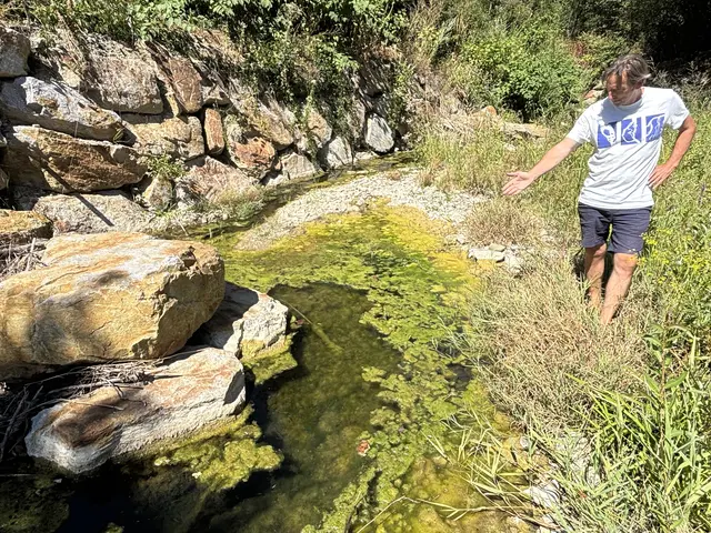 Hier ist das Bachbett ausgeschwemmt durch die Buhne und die Fische haben einen letzten Rückzugsort. | Foto: Lauren Fahrenberger / MeinBezirk