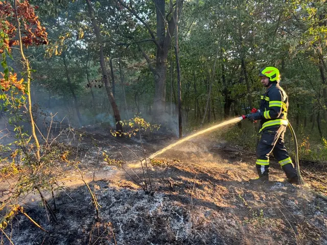 Der Waldbrand auf 500 Quadratmetern konnte innerhalb einer Stunde gelöscht werden. | Foto: Feuerwehr St. Margarethen