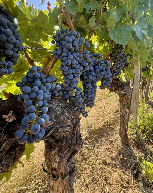 Die roten Rebsorten wie Blaufränkisch, Zweigelt und Merlot kommen mit der Hitze und Trockenheit heuer besser zurecht als manche weißen Sorten. | Foto: Lisa Reichardt