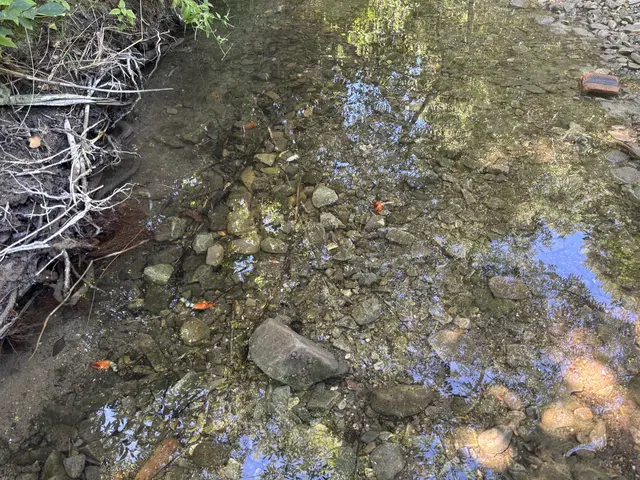 Die toten Bachtiere sind ein gefundenes Fressen für Otter und Fischreiher. | Foto: Lauren Fahrenberger / MeinBezirk