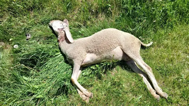 In Tirol werden Schäden durch große Beutegreifer – Bär, Wolf, Luchs und Goldschakal – vom Land Tirol finanziell abgegolten. Der VErein "Wölfe in Österreich" übt Kritik. | Foto: MeinBezirk