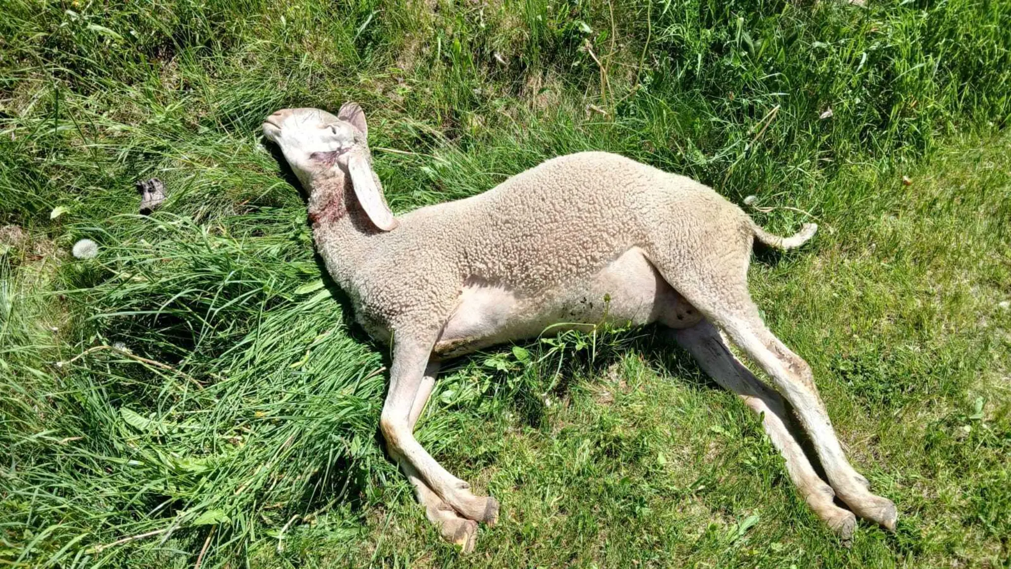 Animal welfare association criticizes support: State of Tyrol paid €219 ...
