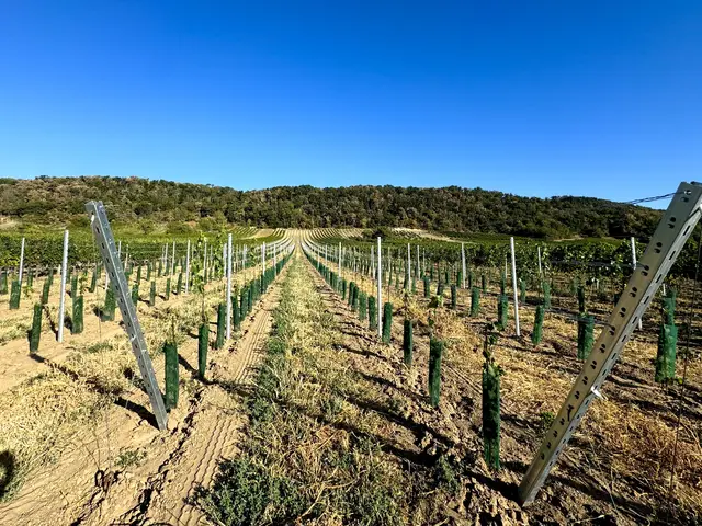 Die anhaltende Hitze und Trockenheit stellt die Winzerinnen und Winzer heuer vor große Herausforderungen und wirkt sich bereits deutlich auf die Weingärten aus. | Foto: Lisa Reichardt