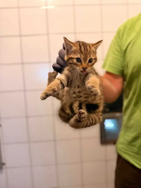 Für drei junge Wildkatzen im Alpenzoo stand kürzlich ein Gesundheitscheck auf dem Programm. Begeistert waren die Kätzchen davon nicht, doch nach kurzer Zeit  ging es wieder munter ins Gehege. | Foto: Alpenzoo Innsbruck