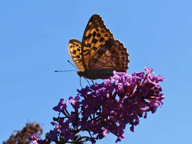 Sie sind bei intakter Natur im Garten zu finden, freut sich Ingrid Sartory. | Foto:  Ingrid Sartory