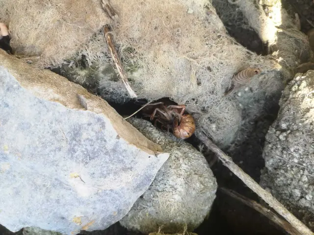Ein Krebs, der sich verstecken wollte. | Foto: Mühlbauer