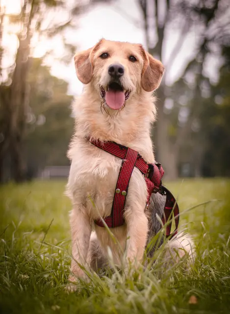 In den Hundesicherungszonen in Baden müssen Hunde an der Leine geführt werden oder einen Maulkorb tragen. (Symbolbild) | Foto: pexels / Camilo.raw