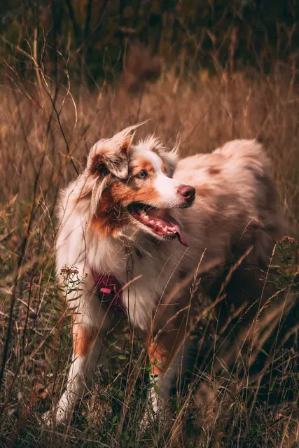 Leinenpflicht für Hunde. (Symbolbild) | Foto: pexels / Mathieu Gervais