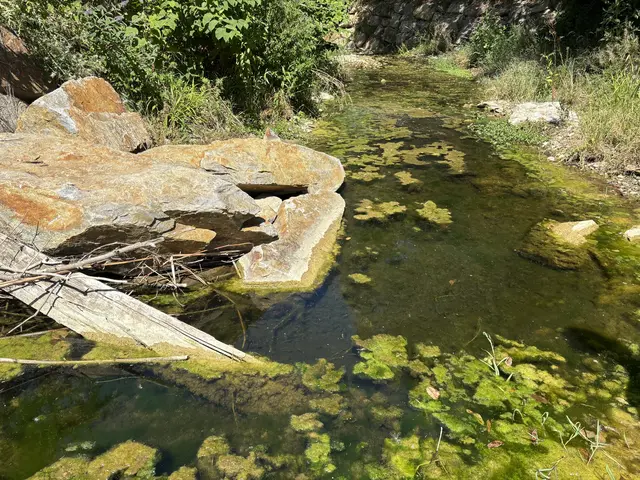 Alle Fische, die sich hierher retten konnten, sollten überleben. | Foto: Lauren Fahrenberger / MeinBezirk